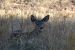 image033