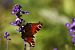 image95
