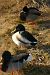 image03