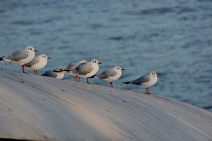 image09