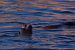 image113