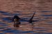 image117