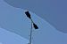image071