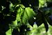 image035