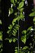 image040