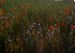 image05